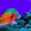 sereia potapanie porto santo Filip Staes