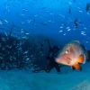 sereia tour potapanie porto santo- 0592