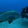sereia tour potapanie porto santo 2021-12-04