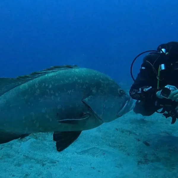 sereia tour potapanie porto santo 2021-12-04 sereia tour potapanie porto santo 2021-12-04