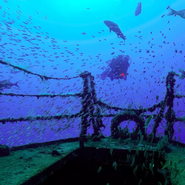 sereia tour potapanie porto santo 6